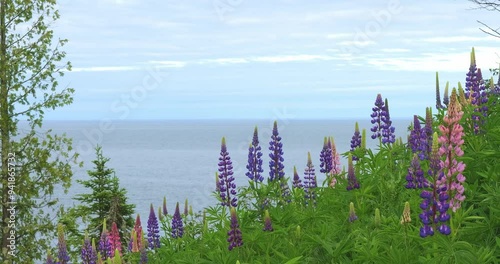 Beautiful lupin flower blossoms sway gracefully at the North Shore of Lake Superior in Minnesota. Clip pans left to right.