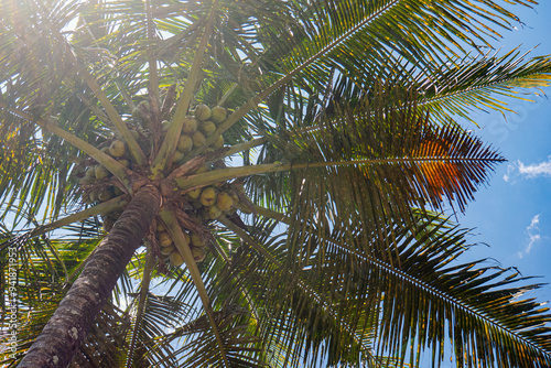 close up of a coconut tree with sunlight coming through the gaps in the leaves.
