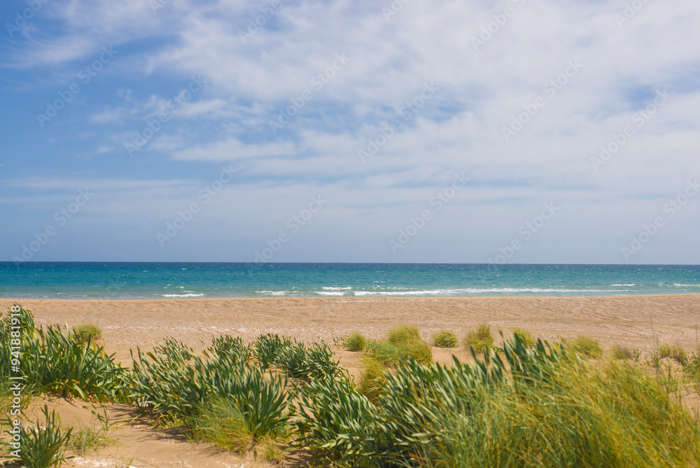 Landscape of the seashore overgrown with plants Landscape of the seashore overgrown with plants