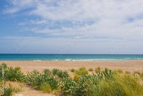 Landscape of the seashore overgrown with plants