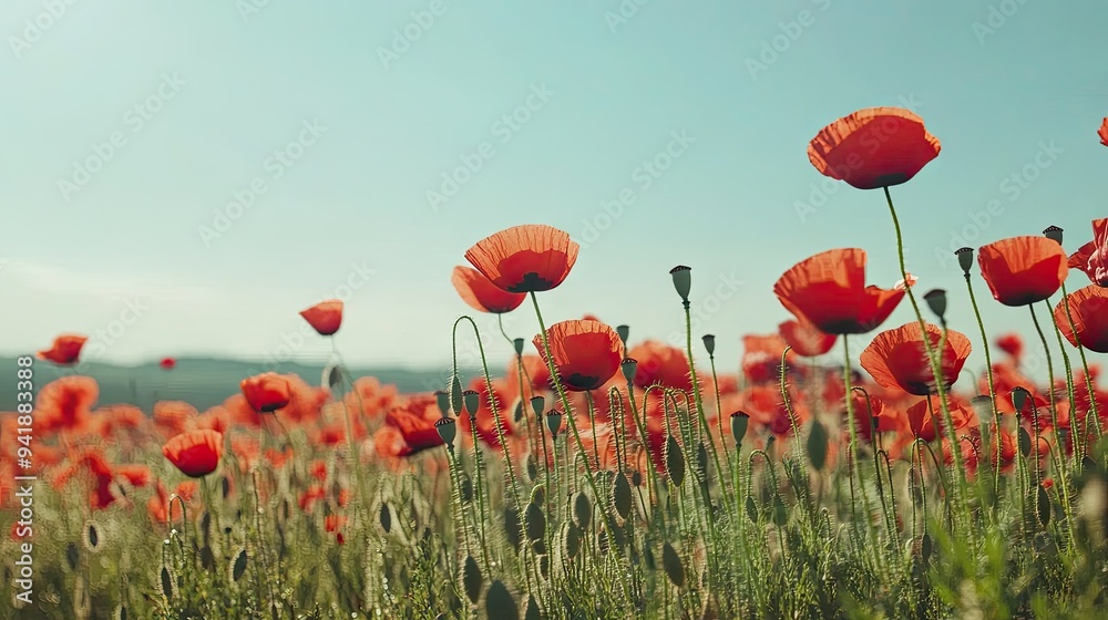 Fototapeta premium Detailed view of a poppy field with vibrant red flowers swaying in the wind, against a clear sky