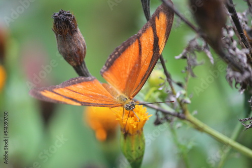 Borboletas laranjadas com flores photo