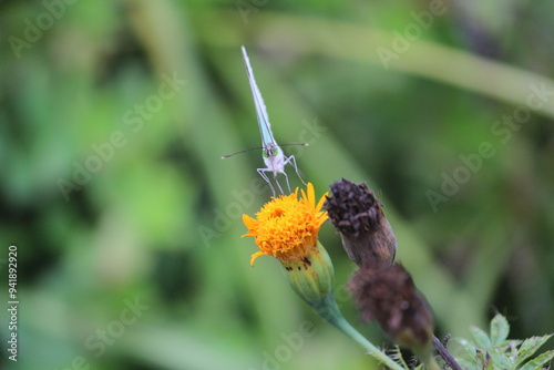 Borboletas laranjadas com flores photo