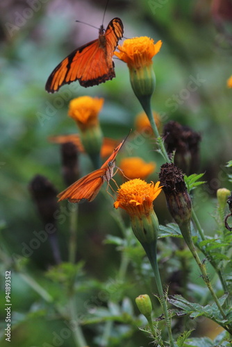 Borboletas laranjadas com flores photo