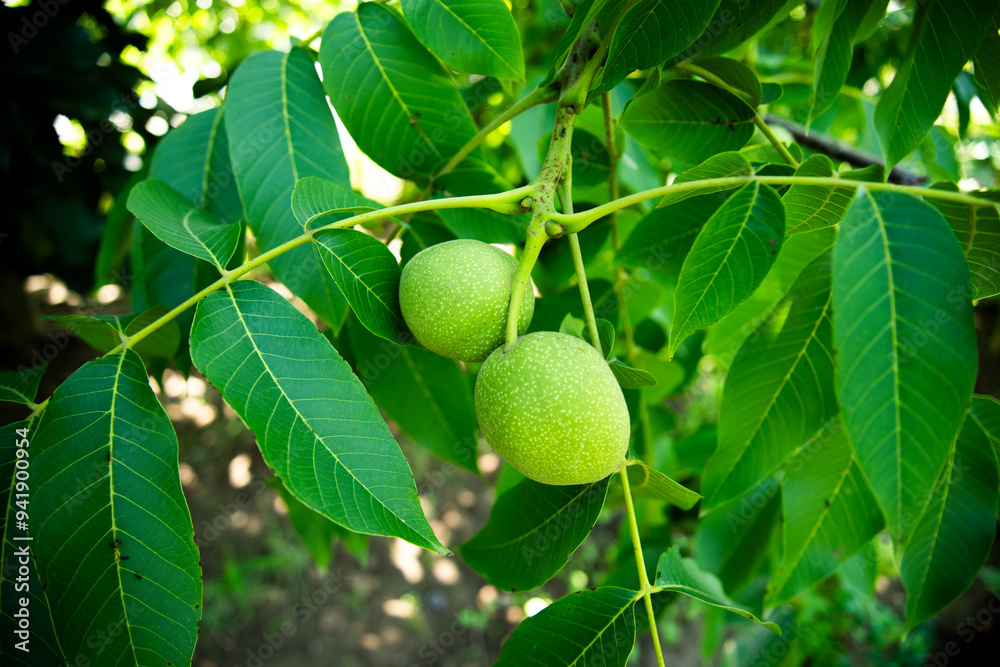 Two green walnuts in sunlight. close-up two fresh green walnuts Two green walnuts in sunlight. close-up two fresh green walnuts