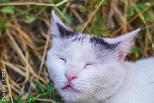 The face of a white black cat with one eye completely closed and the other slightly open and discreetly trying to make it look like it is sleeping lying on the dry grass in the garden
