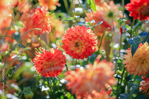 Autumn blooming plant Dahlia photo