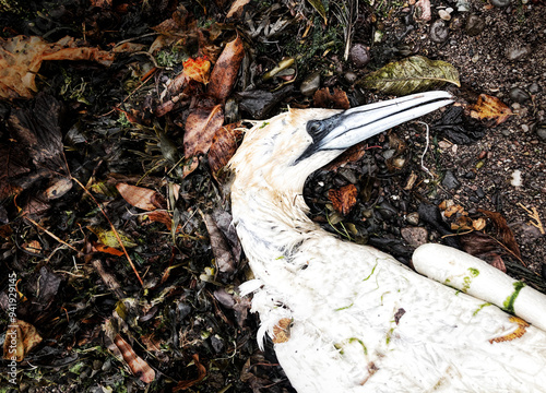 Wallpaper Mural Bird flu, conceptual illustration Torontodigital.ca