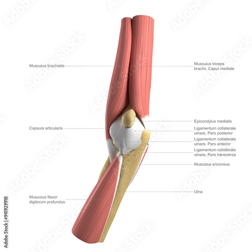 Anatomy of the elbow, labelled illustration