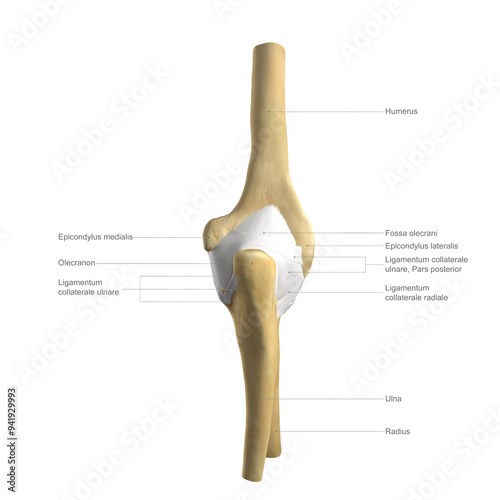 Anatomy of the elbow, labelled illustration photo