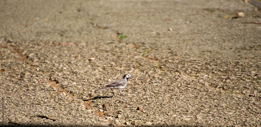 ave alvéola branca - Motacilla alba ave alvéola branca - Motacilla alba
