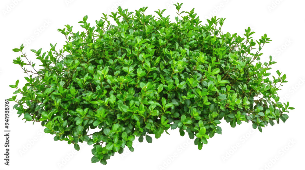 Obraz premium Dense Green Bush Isolated