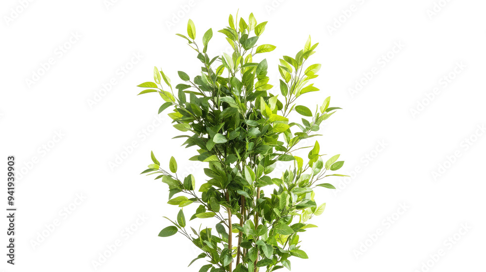 custom made wallpaper toronto digitalDense Green Bush Isolated