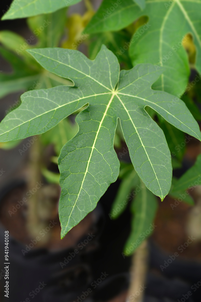 Obraz premium Papaya leaves