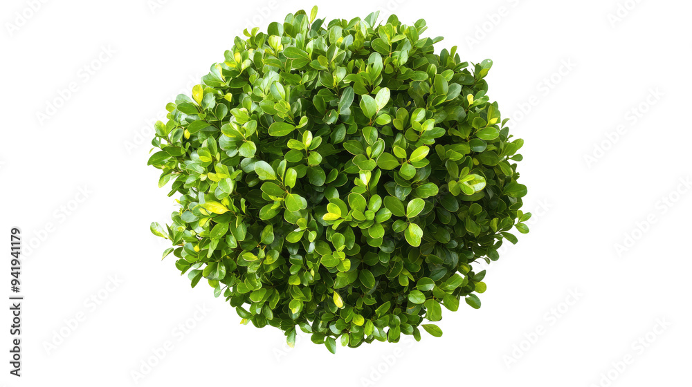 Obraz premium Dense Green Bush Isolated