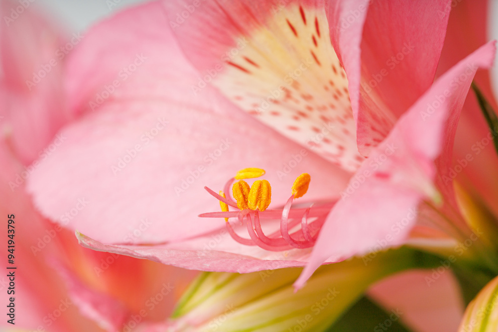 pink alstroemeria flower, Lily of the Incas, in vase on isolated white background pink alstroemeria flower, Lily of the Incas, in vase on isolated white background
