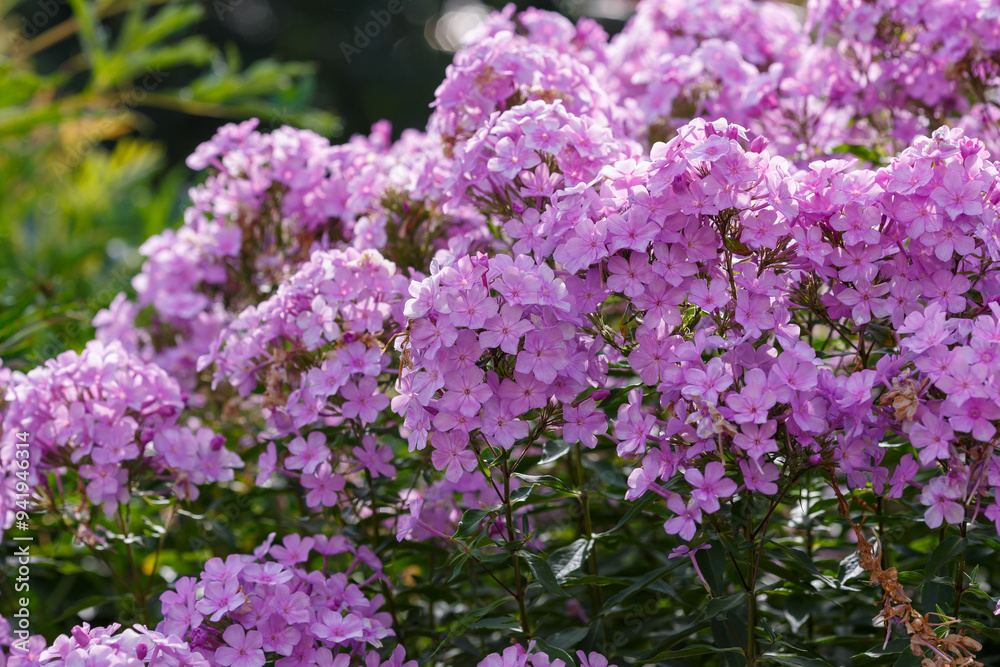 Beautiful phlox paniculata blooms in the garden. The pink flowers of the paniculate phlox with a purple center in garden Beautiful phlox paniculata blooms in the garden. The pink flowers of the paniculate phlox with a purple center in garden