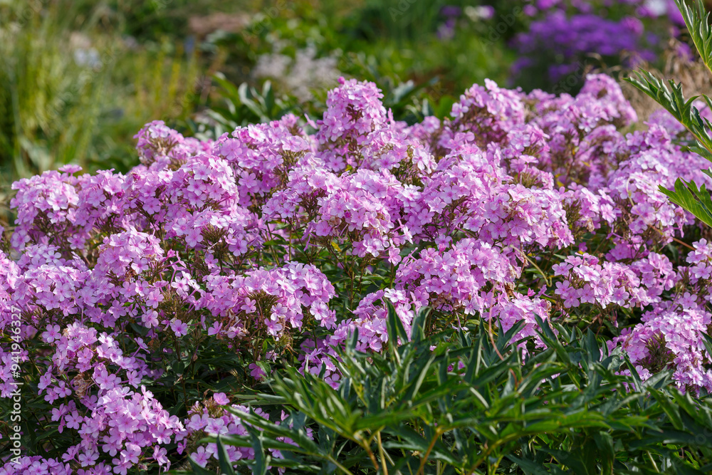 Beautiful phlox paniculata blooms in the garden. The pink flowers of the paniculate phlox with a purple center in garden Beautiful phlox paniculata blooms in the garden. The pink flowers of the paniculate phlox with a purple center in garden