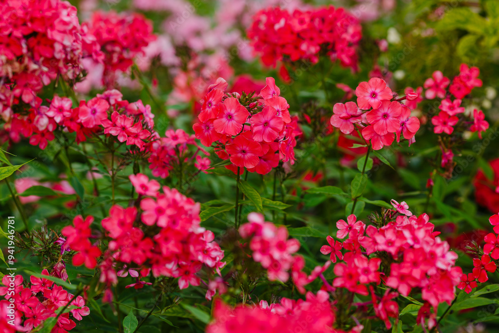 Phlox paniculata blooms in the garden. The bright red flowers of the paniculate phlox with a purple center are close up Phlox paniculata blooms in the garden. The bright red flowers of the paniculate phlox with a purple center are close up
