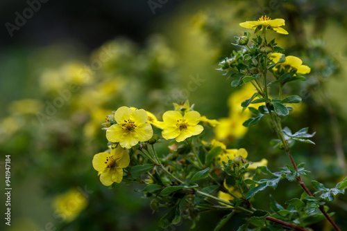 Dasiphora fruticosa, also shrubby dasiphora, shrubby cinquefoil, shrubby cinquefoil, is a spreading or erect, highly branched shrub , a species of the genus Kuril tea ( Dasiphora ) of the Rosaceae fam photo