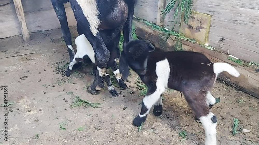 Etawa goat or Javanese goat (Capra aegagrus hircus) is breastfeeding her child. Etawa goat or Javanese goat (Capra aegagrus hircus) is breastfeeding her child.