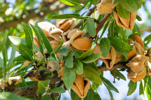 Fotografía Almond harvest: Ripe fruits on the almond tree branch.