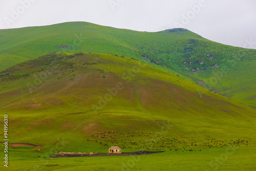 flock of sheep are grazing on green hill pasture at rainy day near farm ruins at Kyrgyz Jailoo photo