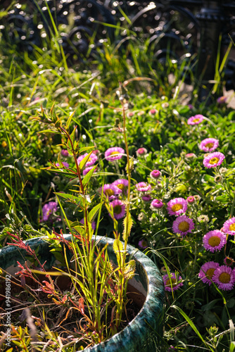 Fototapeta Naklejka Na Ścianę i Meble -  Vibrant garden display featuring pink flowers and green plants in sunlight