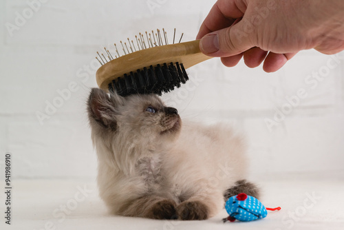 A hand with a brush combs small fluffy kitten of point color