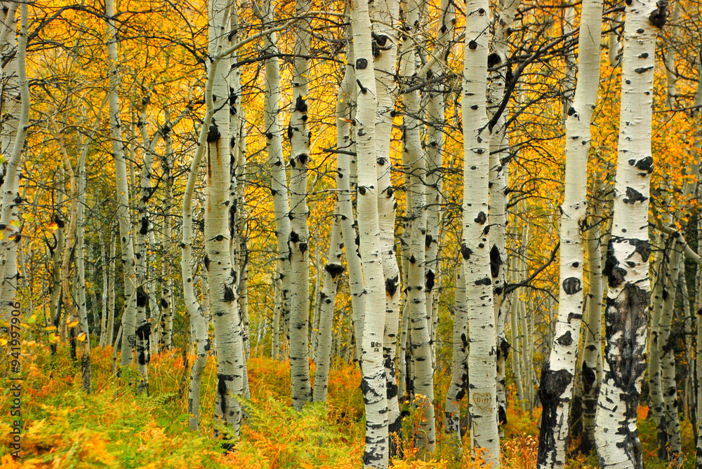 birch forest in autumn birch forest in autumn