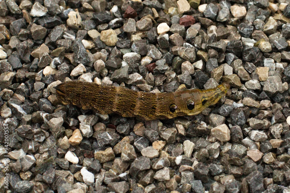 Fototapeta premium Raupe des mittleren Weinschwärmer