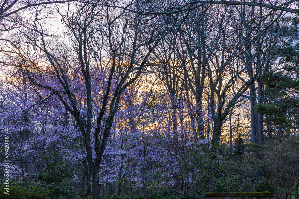 Spring sunset view through bare trees with blooming crabapple flowers in violet hues. USA. Spring sunset view through bare trees with blooming crabapple flowers in violet hues. USA.