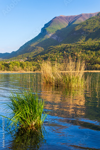 Carlazzo, Italy Vegetation
 on the shores of Lake Piano. Small nature reserve located in Val Menaggio,
near the town of Porlezza photo