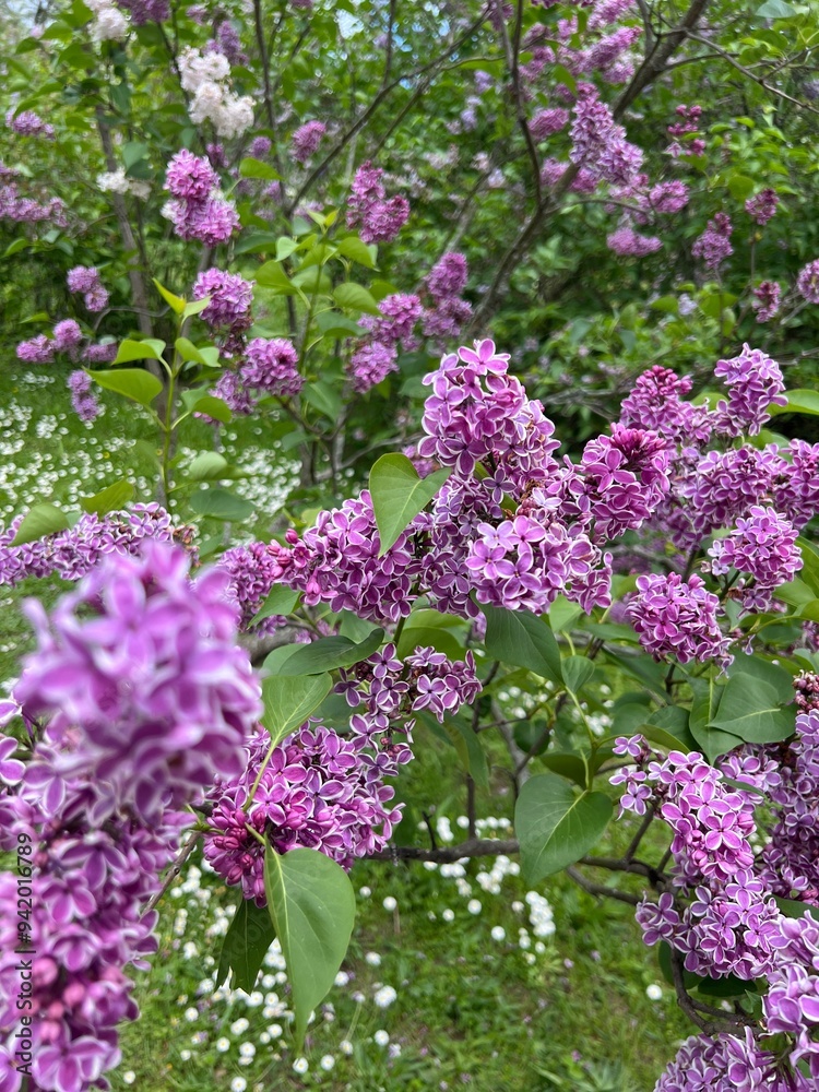 Obraz premium Lilacs