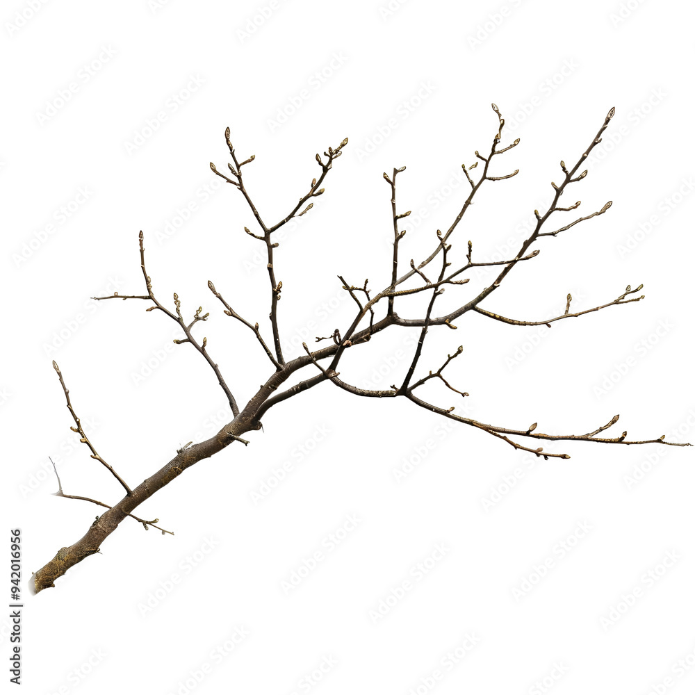 Bare Branch with Buds isolated on white or transparent background, PNG Bare Branch with Buds isolated on white or transparent background, PNG