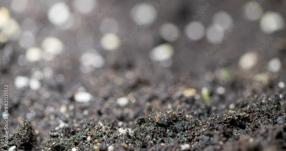 Fresh grass growing macro time-lapse. Closeup of germination and growth of tiny grass cereal crop. Wheat, oats or barley culture. Healthy vegan food concept. Motorised panoramic movement. Fresh grass growing macro time-lapse. Closeup of germination and growth of tiny grass cereal crop. Wheat, oats or barley culture. Healthy vegan food concept. Motorised panoramic movement.