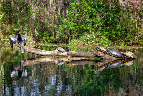 Fotografía Photo of several turtles and an anhinga sitting on a log on the Silver River in