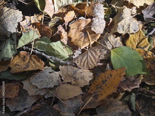 autumn leaves on the ground