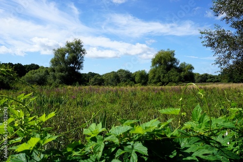Landschaft mit violettem Flieder, der auf einer grünen Wiese unter klarem blauen Himmel blüht, in den Tiefwerder Wiesen, Berlin Spandau, Deutschland