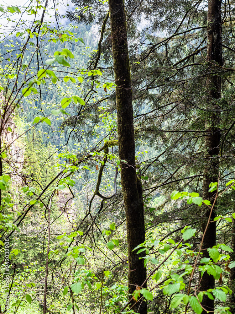 Fototapeta premium spruce tree trunks on mountain slope near Sumela