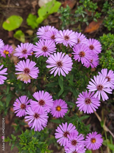 flowers in the garden