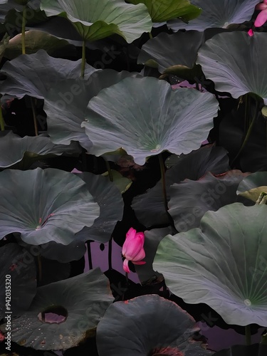 Close-up of lotus flowers in a pond at night