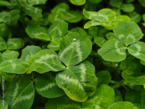 Close-up of a clover bush