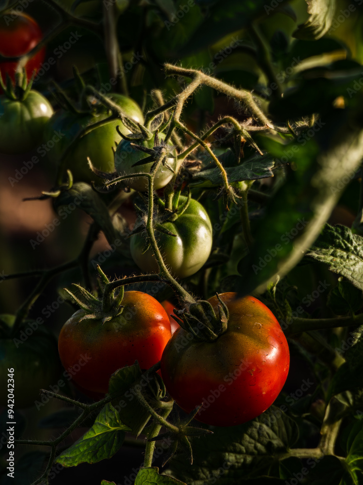 ripening tomatoes in a vegetable garden in a greenhouse