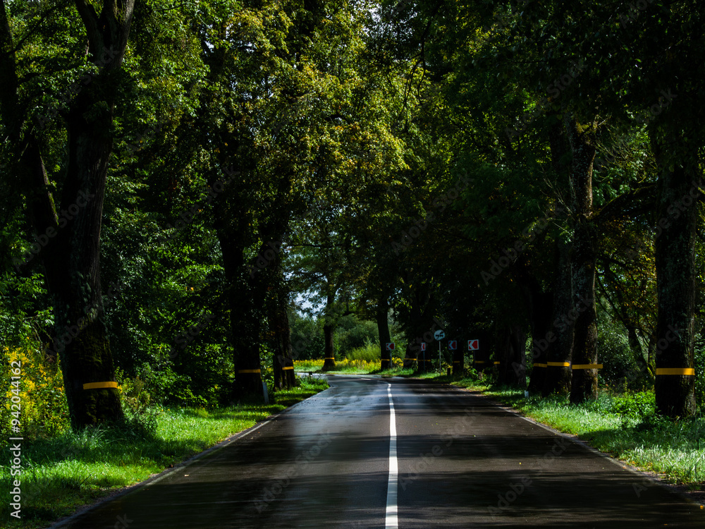 Obraz premium wet asphalt road with markings, turn, trees along the road