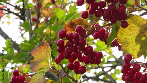 a bunch of viburnum on a background of yellow and red autumn leaves. Ripe red viburnum berry in early autumn. Kalina Red - Medicinal Shrub. Branch Viburnum with Leaves and Berries Autumn. photo