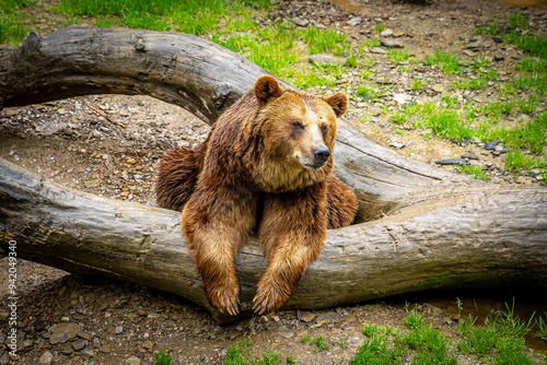 brown bear in zoo