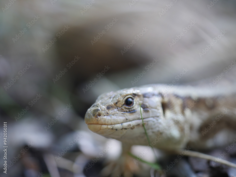 Fototapeta premium close up of a lizard