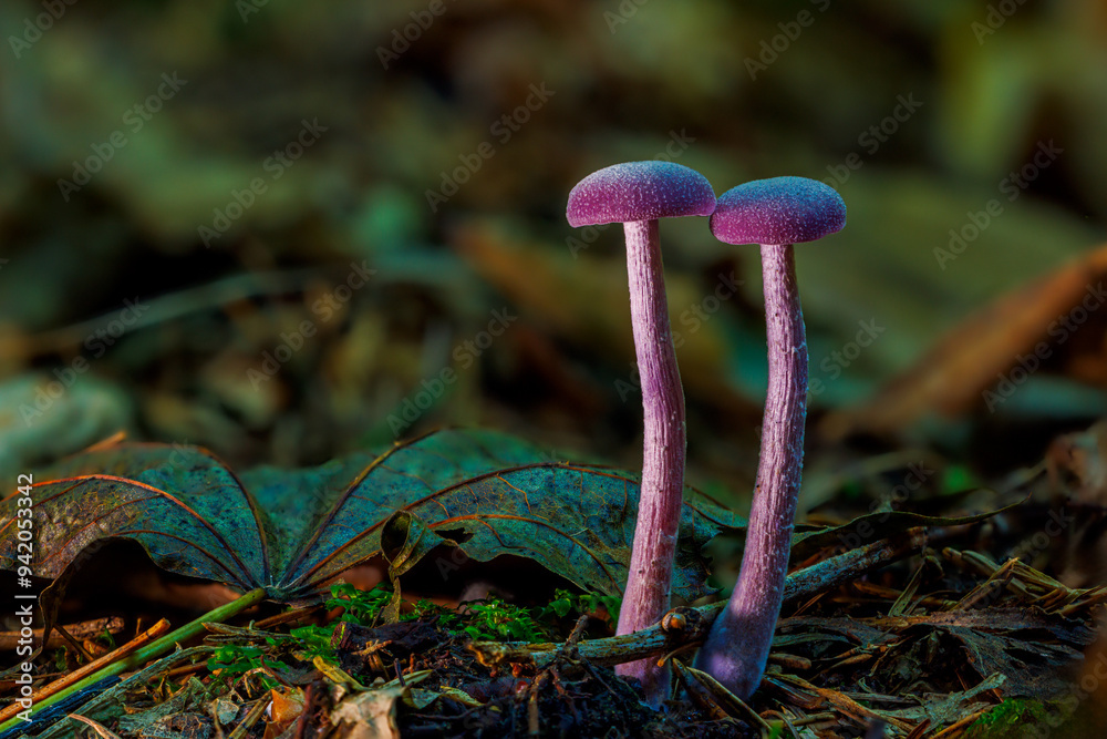 Laccaria amethystina, commonly known as the amethyst deceiver. Mushrooms close up Laccaria amethystina, commonly known as the amethyst deceiver. Mushrooms close up