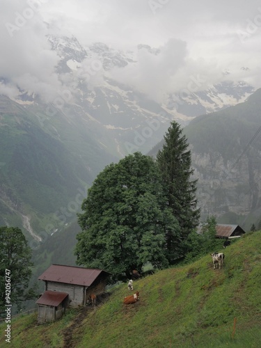 Canvas Print Cows graze in the mountains on green grass